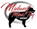 Midwest MiniToy Aussies
